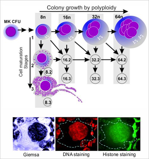 巨核細(xì)胞 - 生長成熟 - 細(xì)胞